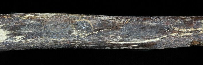 Mosasaur (Platecarpus) Rib Section With Tooth Marks! #49335